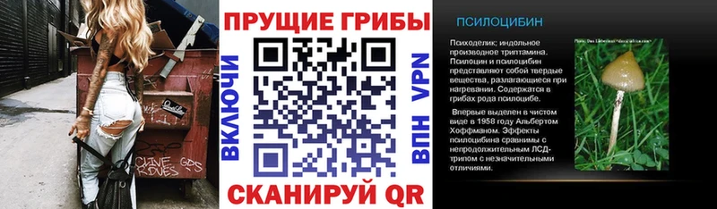 Купить закладки  Рошаль  Псилоцибиновые грибы GOLDEN TEACHER 